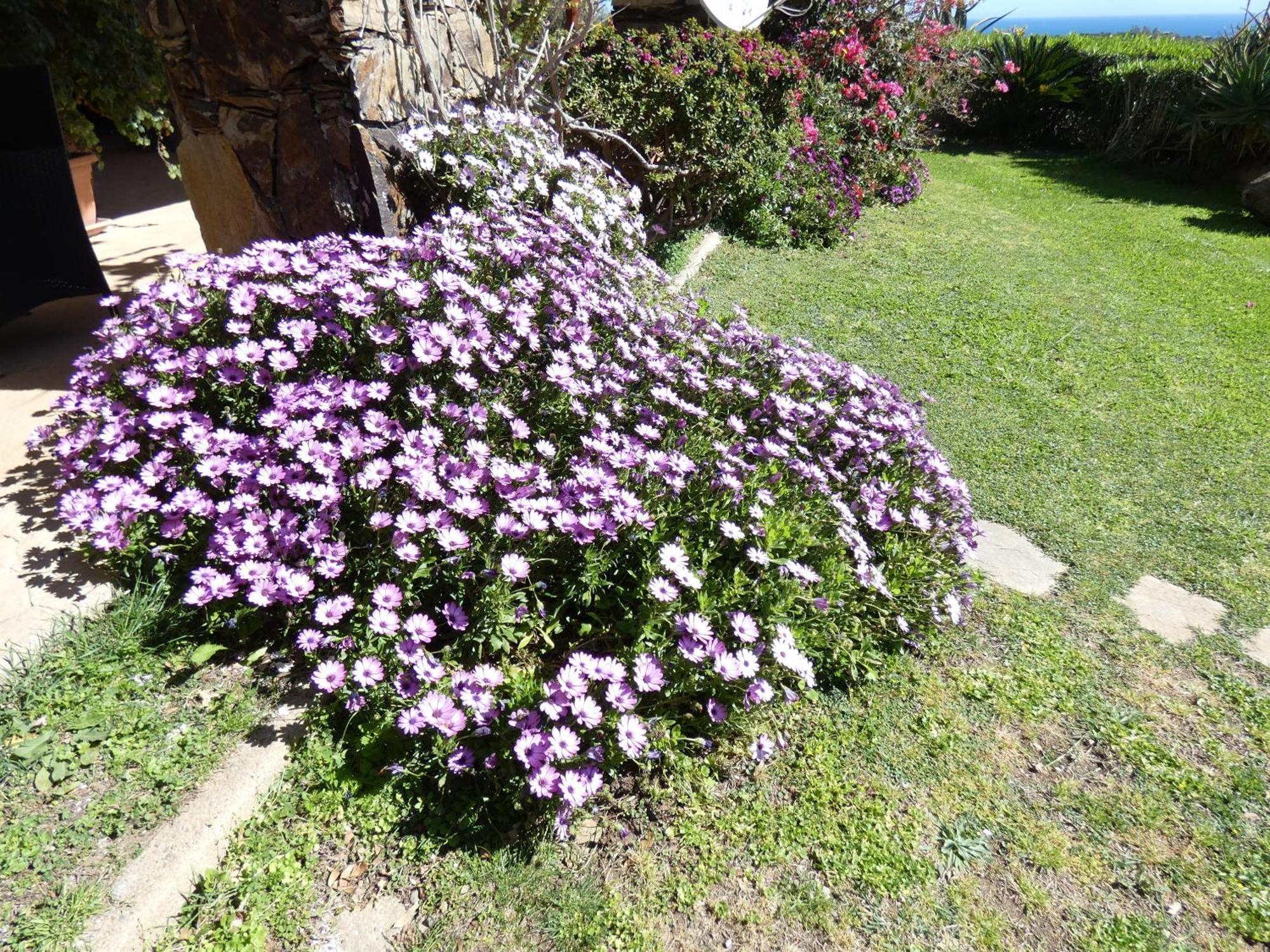 Comino Alto Agriturismo E Appartamenti Siniscola Eksteriør billede